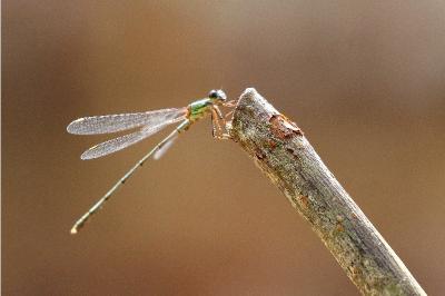 Leste vert