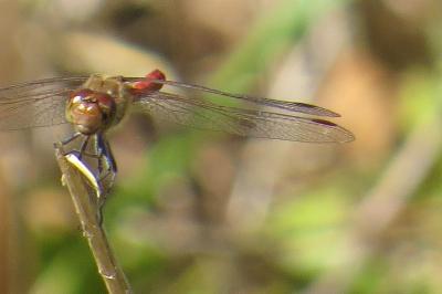<i>Sympetrum</i>