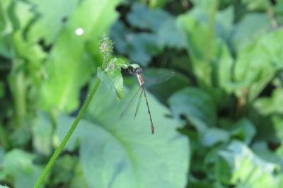 Leste vert
