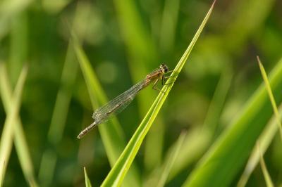 Agrion élégant