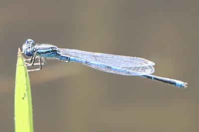 Agrion de Vander Linden