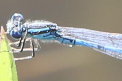 Agrion de Vander Linden