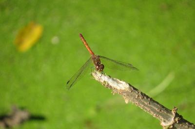 <i>Sympetrum</i>