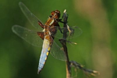 <i>Libellula depressa</i>