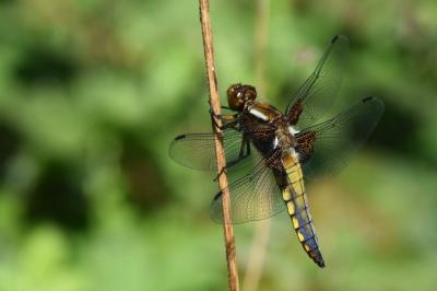 <i>Libellula depressa</i>