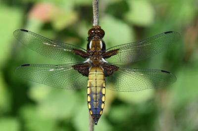<i>Libellula depressa</i>