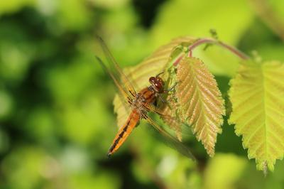 <i>Libellula fulva</i>