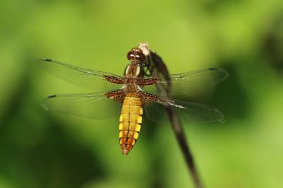 <i>Libellula depressa</i>