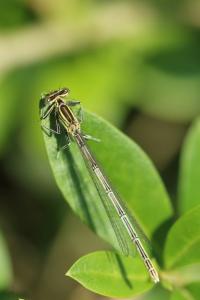 <i>Platycnemis pennipes</i>