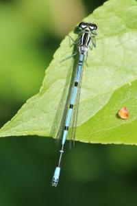 <i>Coenagrion puella</i>
