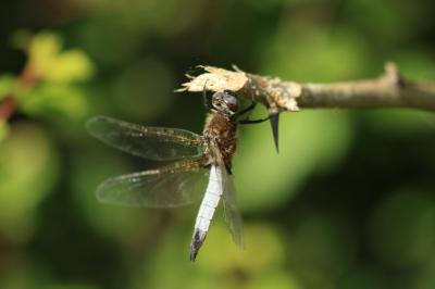 <i>Libellula fulva</i>