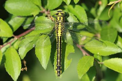 <i>Gomphus vulgatissimus</i>