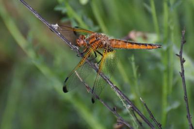 Libellula fulva