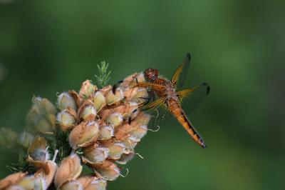 Libellule fauve 
