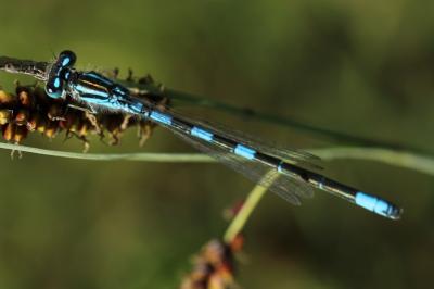 Agrion mignon 