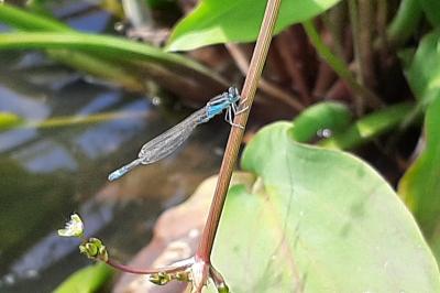Agrion nain 