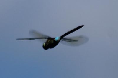 Anax napolitain 