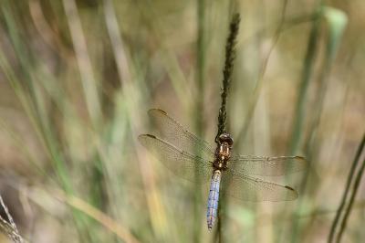 Orthétrum bleuissant 