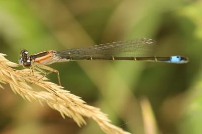 Agrion élégant