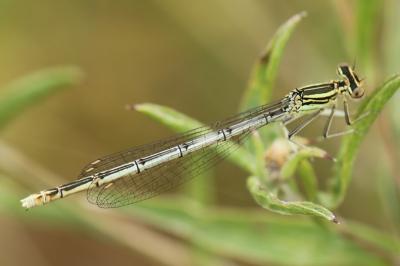 Agrion à larges pattes