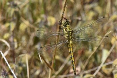 Orthetrum cancellatum