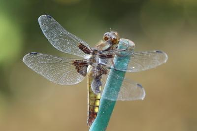 Libellule déprimée 