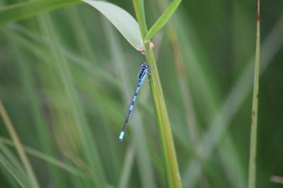 Agrion mignon 