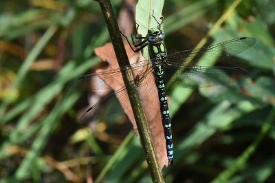 Aeschne bleue 