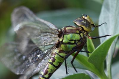 Aeshna cyanea
