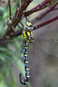 Aeschne bleue 