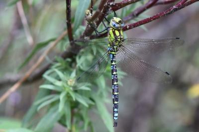 Aeschne bleue 
