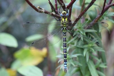 Aeshna cyanea