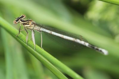 Agrion à larges pattes
