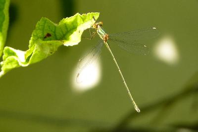 Leste vert