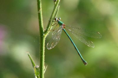 Leste vert