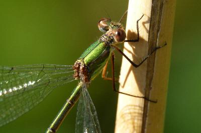 Leste vert