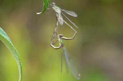 Chalcolestes viridis