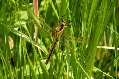 Orthetrum cancellatum