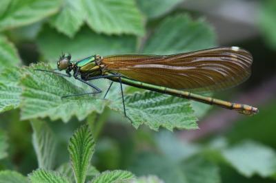 Calopteryx virgo