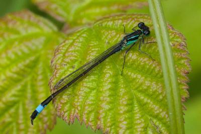 Agrion élégant