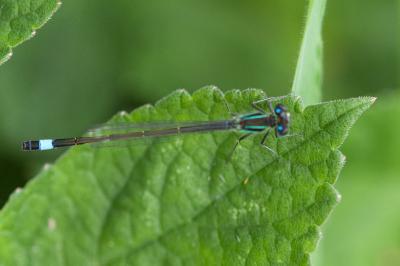 Agrion élégant