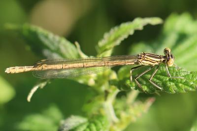 Agrion à larges pattes