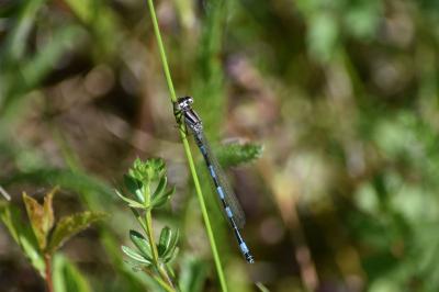 Agrion de Mercure