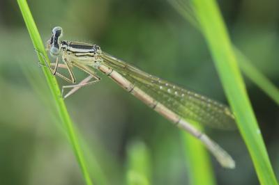 Agrion à larges pattes