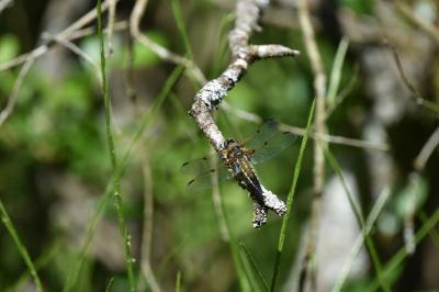 Libellule quadrimaculée 