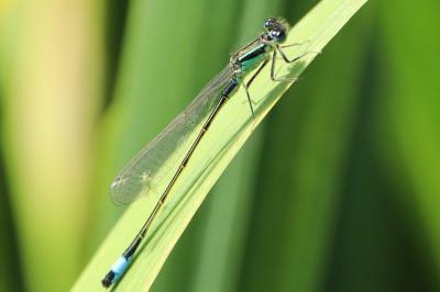 Agrion élégant