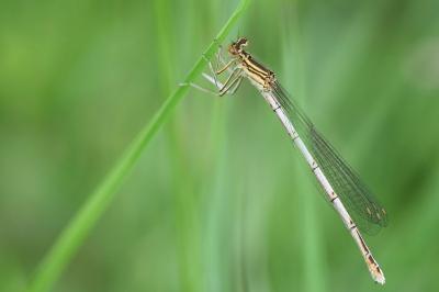 Agrion à larges pattes