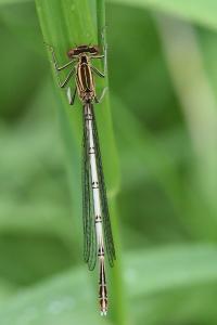 Agrion à larges pattes