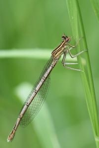 Agrion à larges pattes