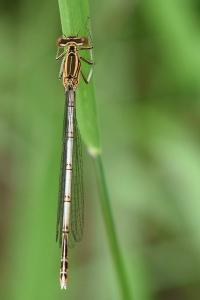 Agrion à larges pattes